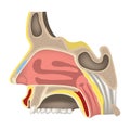The nasal cavity. Charm organs. Human head anatomy. Royalty Free Stock Photo
